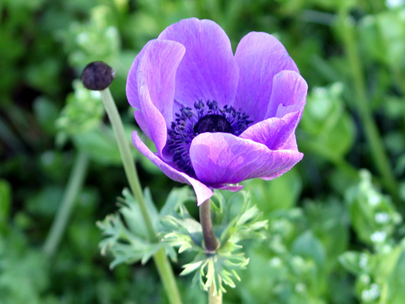 アネモネ Anemone Spp かぎけん花図鑑