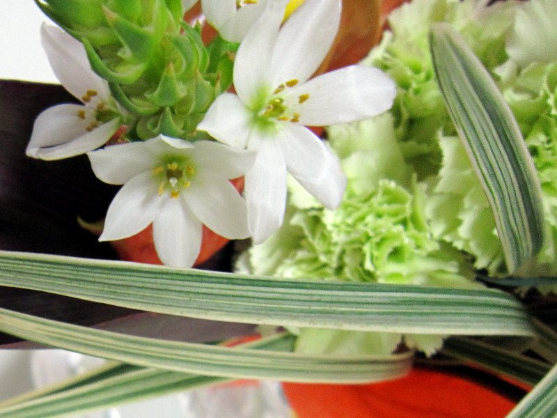 オーニソガラム シルソイデス Ornithogalum Thyrsoides かぎけん花図鑑