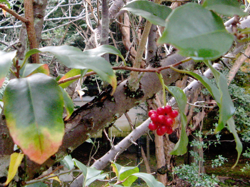 サネカズラ Kadsura Japonica かぎけん花図鑑