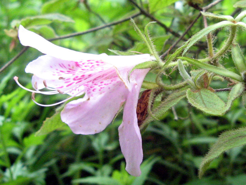 Macrosepalum