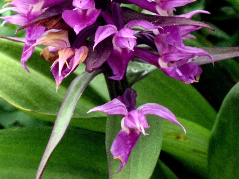 ハクサンチドリ Dactylorhiza Aristata かぎけん花図鑑