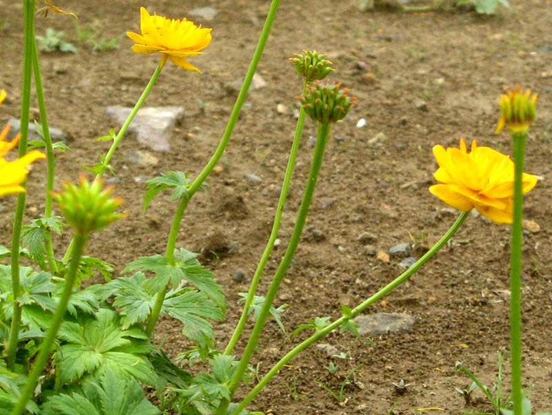 礼文短瓣金莲花