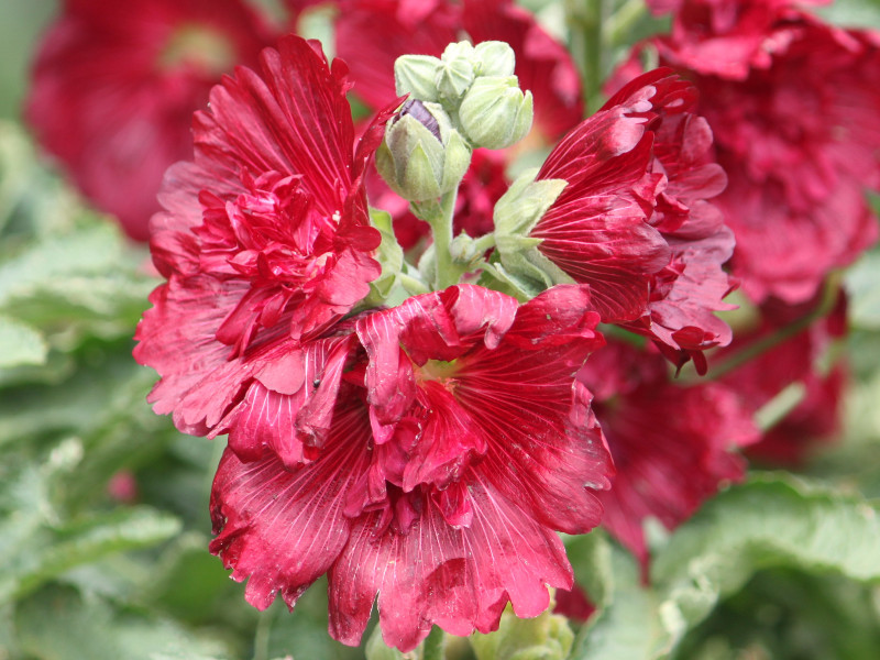 Alcea rosea annua Spring Celebrities Crimson