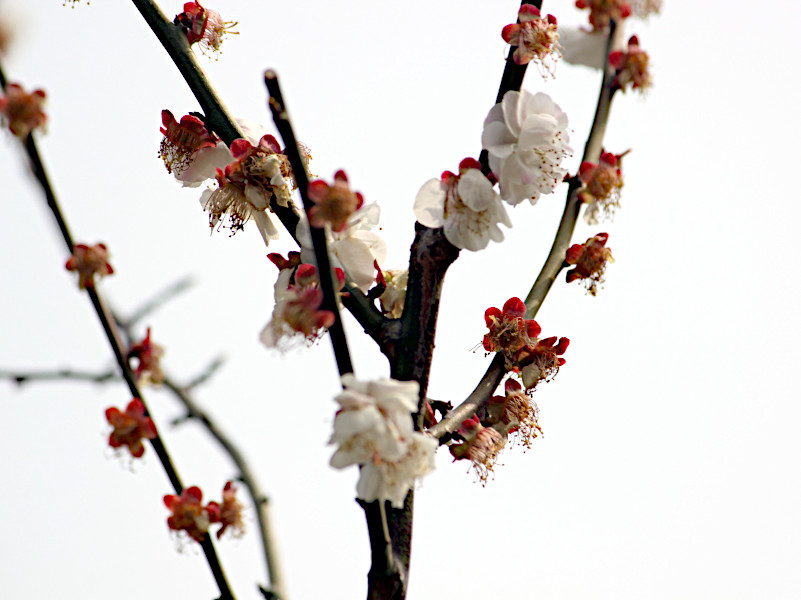 梅 華農玉蝶台閣