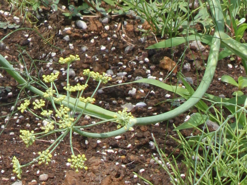 フェンネル Foeniculum Vulgare かぎけん花図鑑