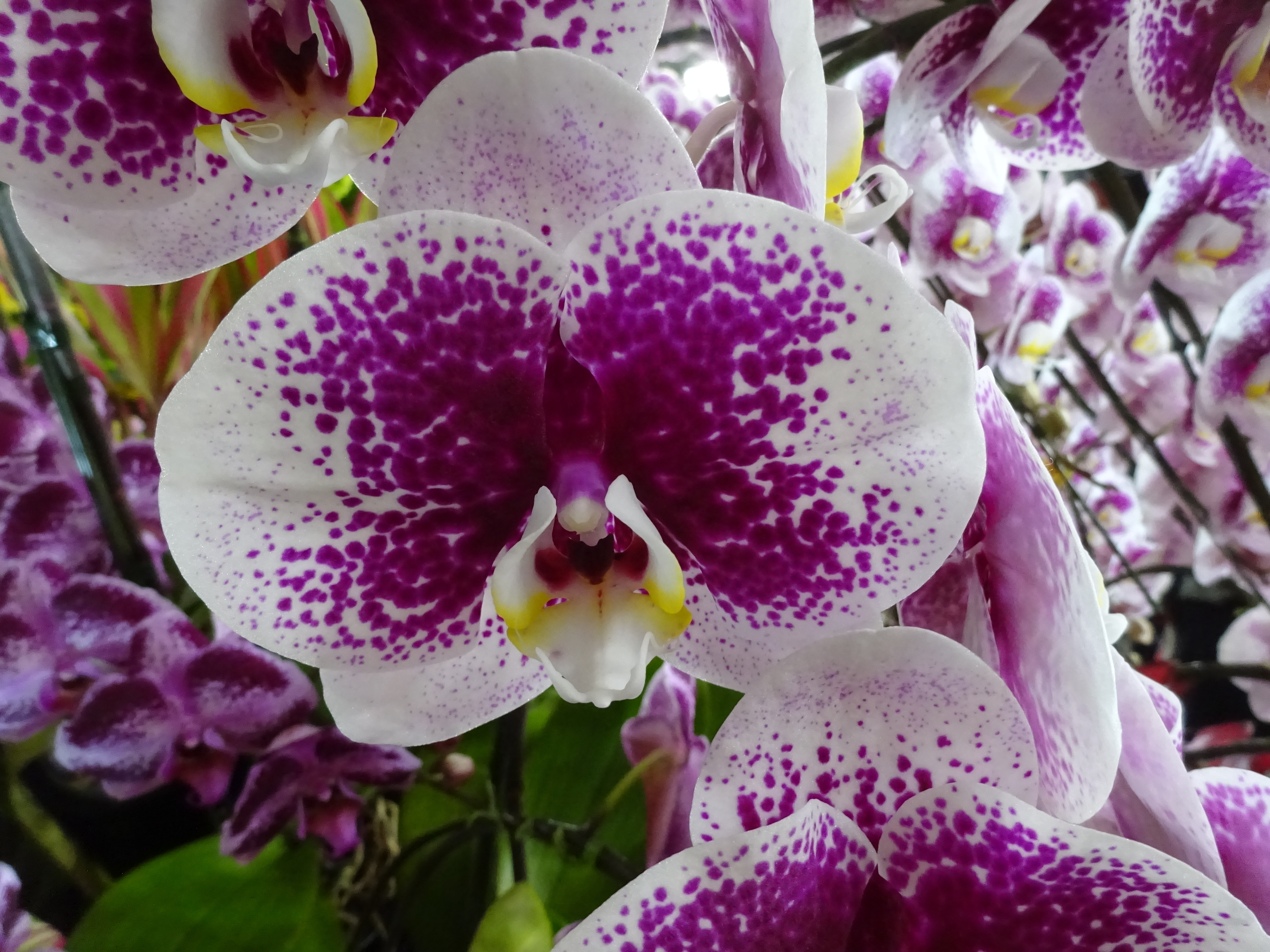 Moth orchid