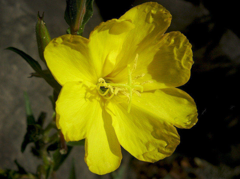 Evening primrose