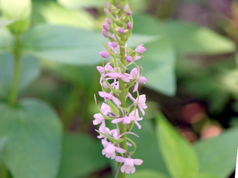 Gymnadenia conopsea