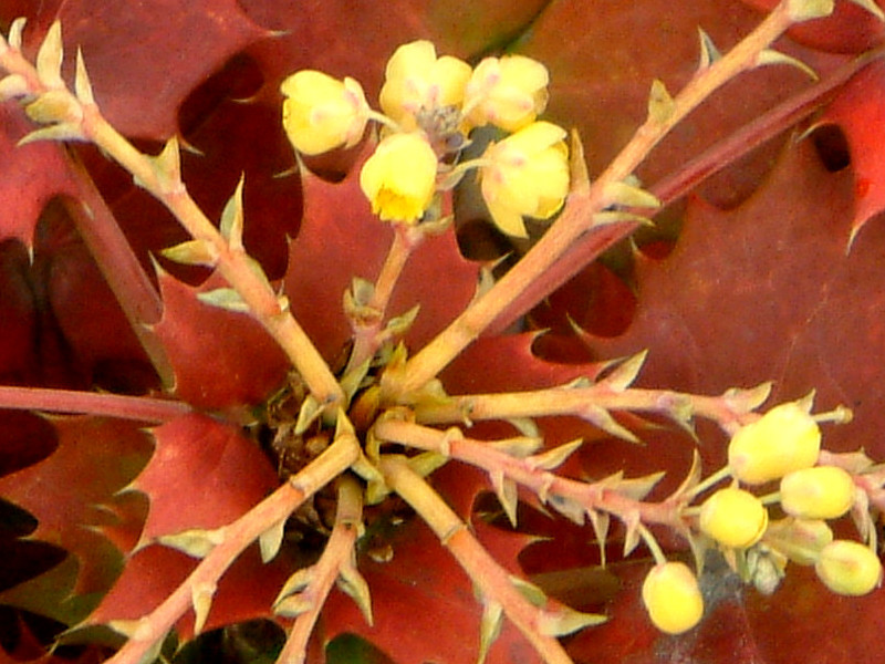 Berberis japonica