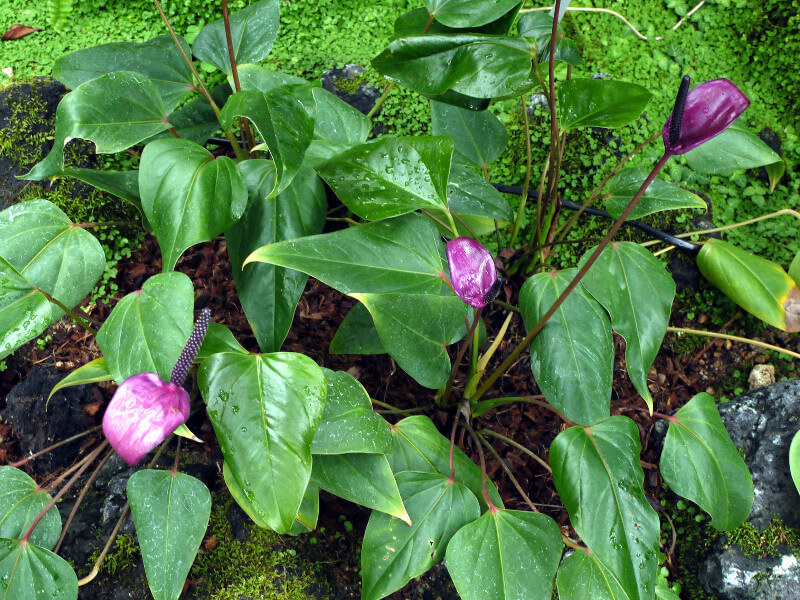 Anthurium