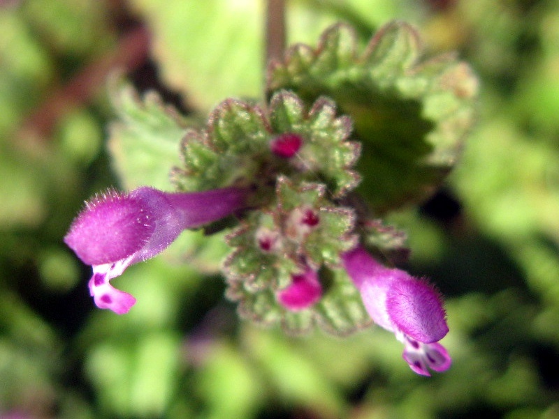 ホトケノザ Lamium Amplexicaule かぎけん花図鑑