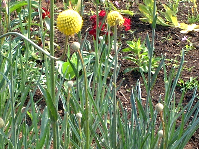 オーストラリアの花 かぎけん花図鑑