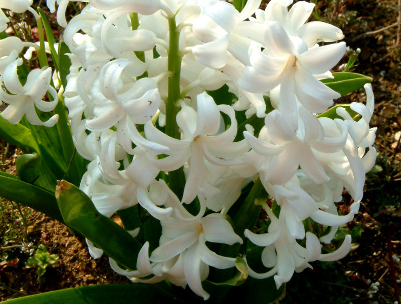 Hyacinth