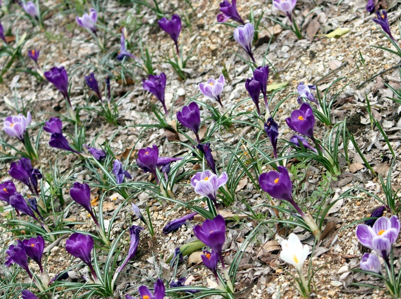 番紅花 Crocus 科技研花图画书