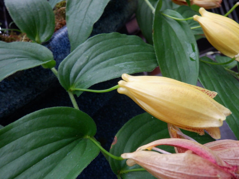 Tricyrtis macrantha