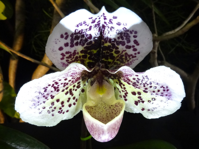 Paphiopedilum