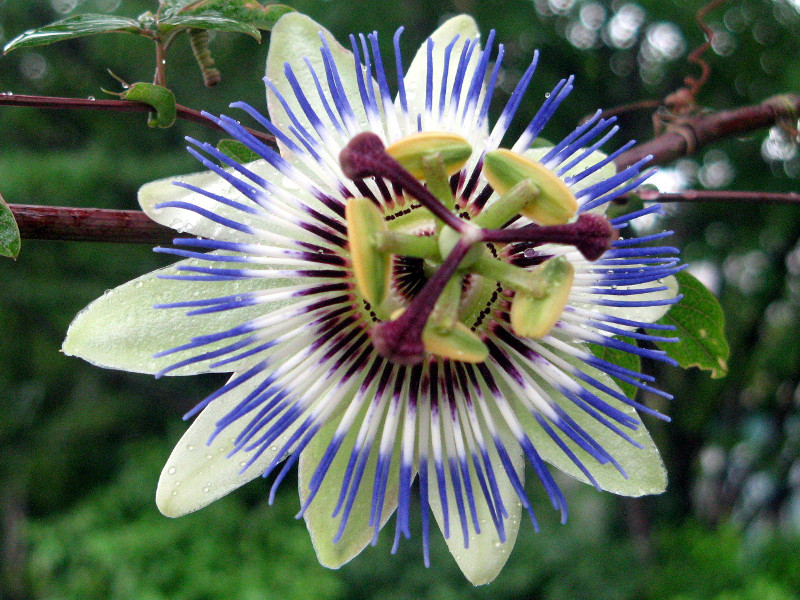 蓝花西番莲 Passiflora Caerulea 科技研花图画书