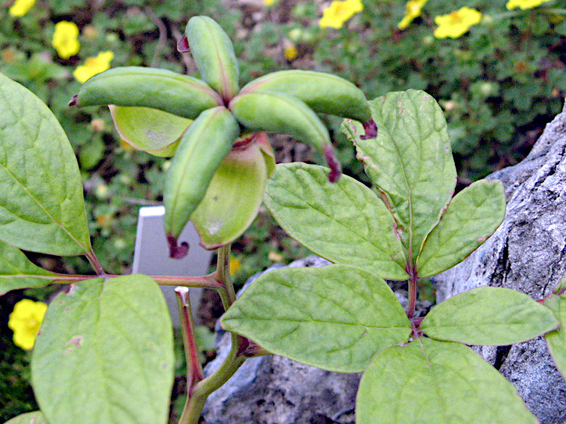 Paeonia japonica