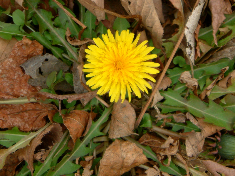 Taraxacum officinale