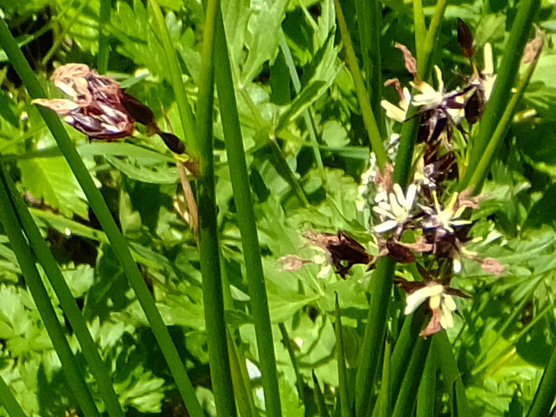 Juncus beringensis