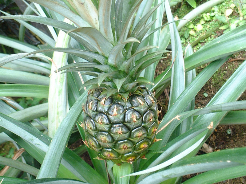 パイナップル Ananas Comosus かぎけん花図鑑