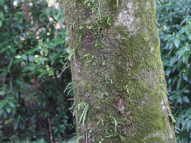 ケヤキ Zelkova Serrata かぎけん花図鑑