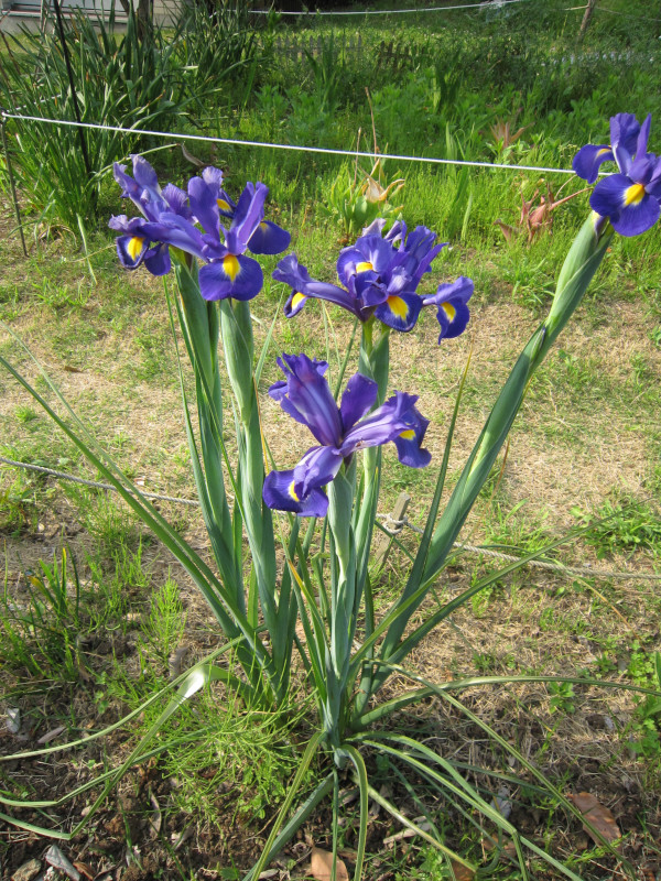 Duch iris