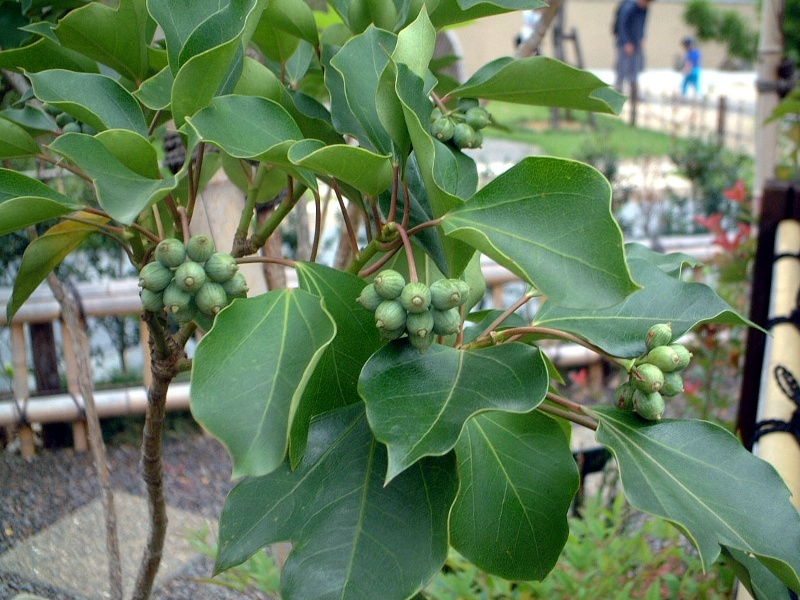 カクレミノ Dendropanax Trifidus かぎけん花図鑑