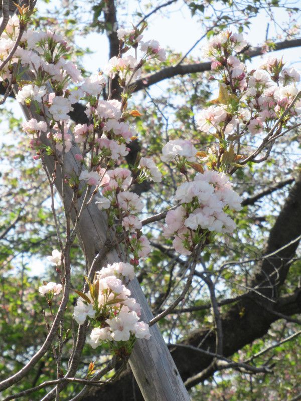 樱花 '天河'