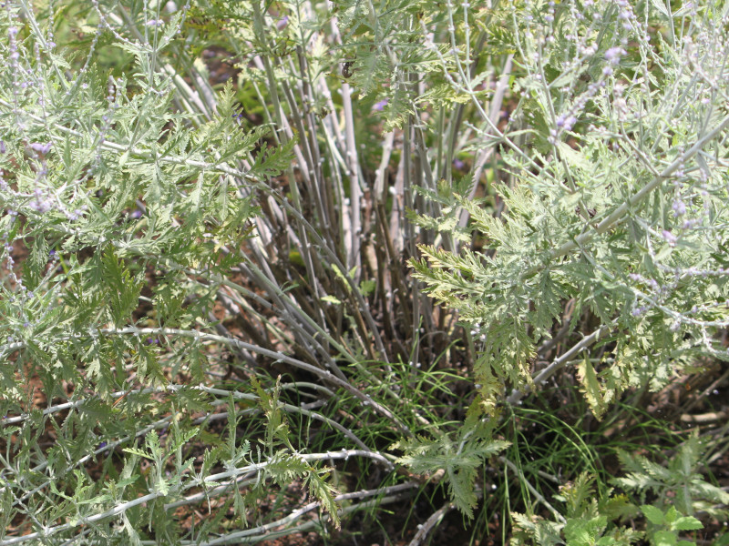 Silver plants in September