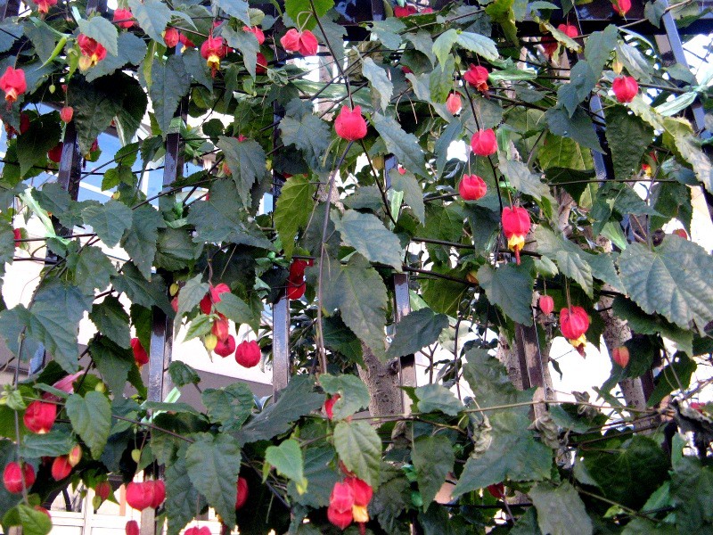 Abutilon