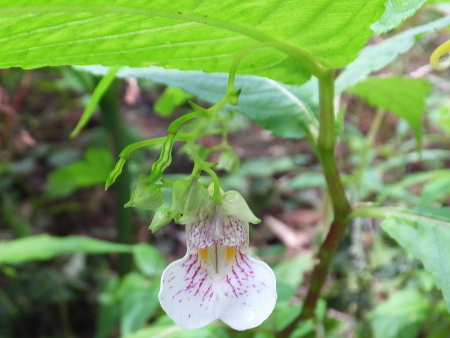 Impatiens hypophylla