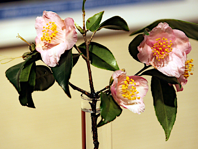 Camellia Dave's Weeper