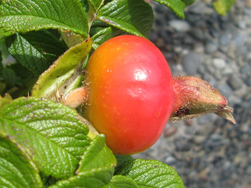 Rosa rugosa