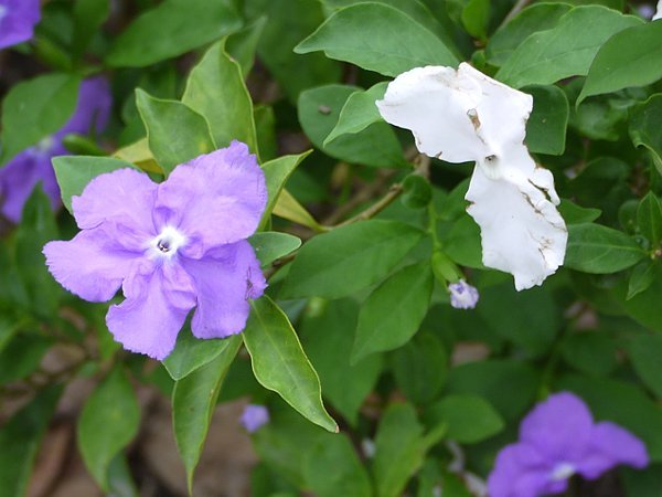 Brunfelsia latifolia