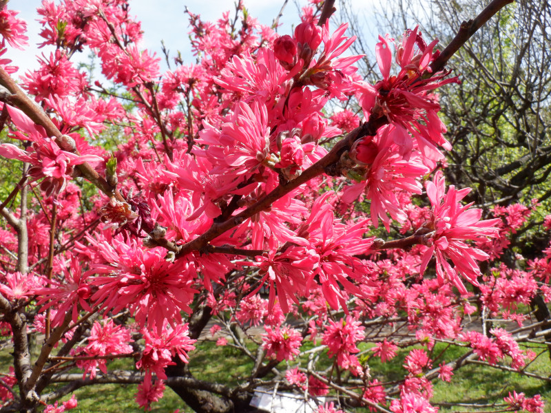 菊花桃