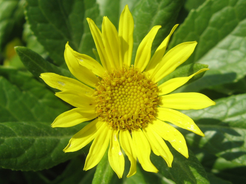 Senecio pseudoarnica