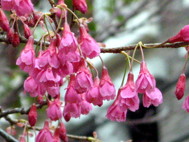 カンヒザクラ Cerasus Campanulata かぎけん花図鑑