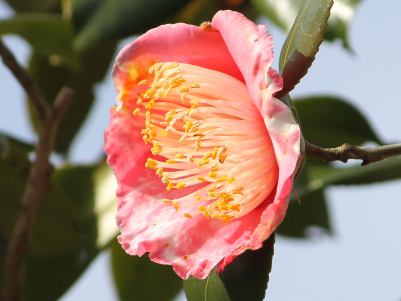 Camellia Manzairaku