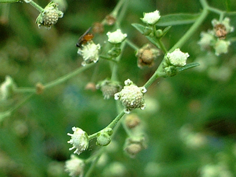 Parthenium hysterophorus