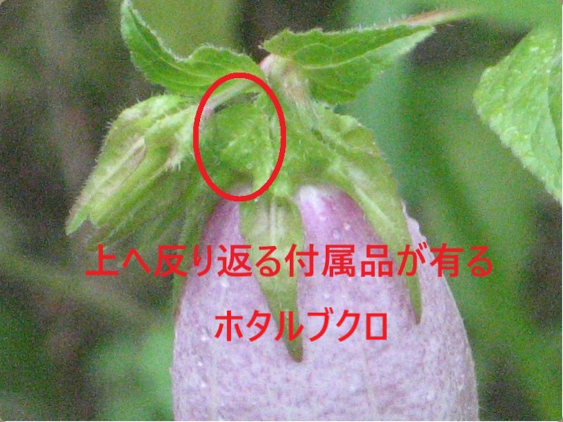 ホタルブクロ Campanula Punctata かぎけん花図鑑