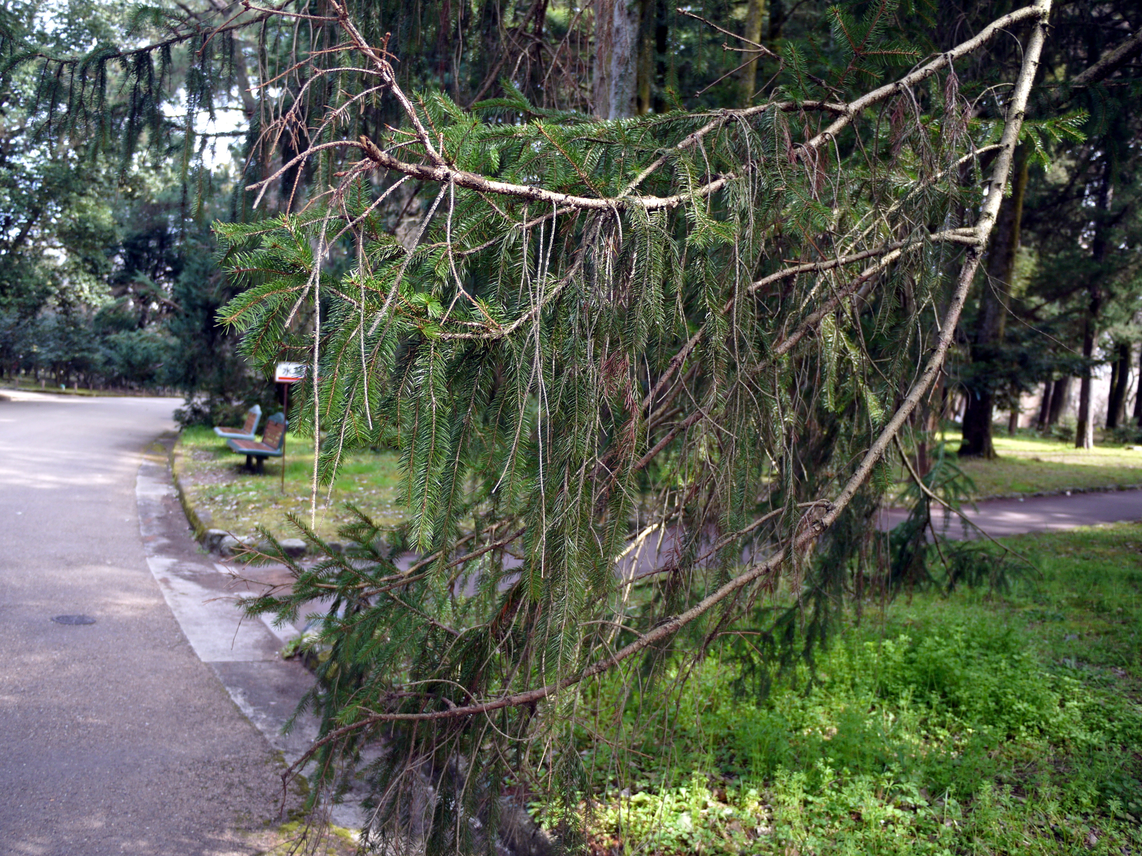 European spruce