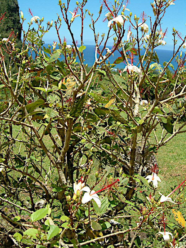 Hibiscus arnottianus