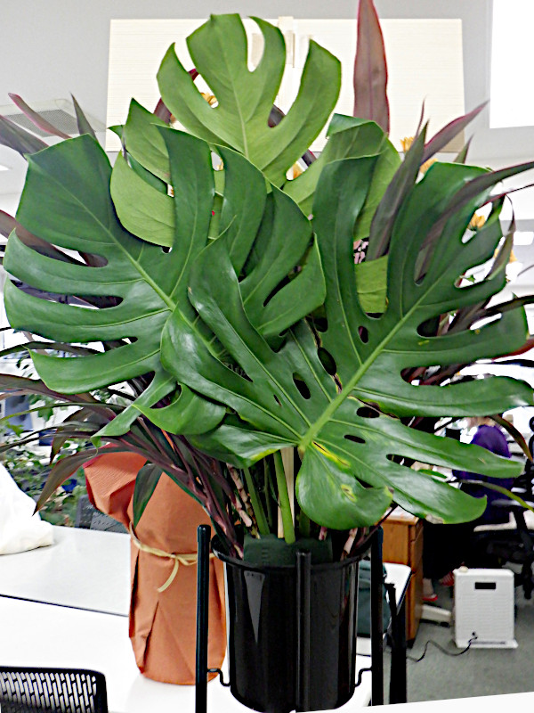 Monstera | Monstera deliciosa | Flower Database Monstera | Monstera deliciosa | Flower Database