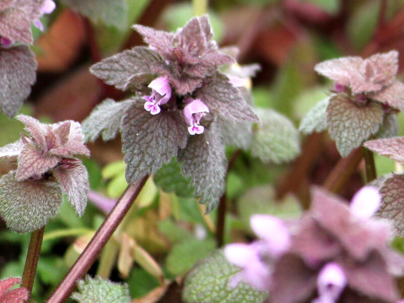 Red Deadnettle