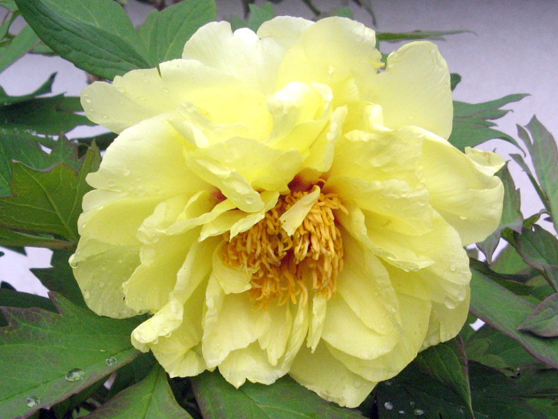 ボタン Paeonia Suffruticosa かぎけん花図鑑