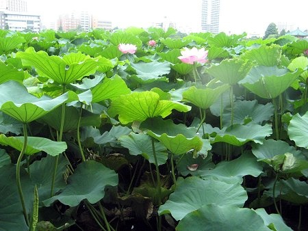 Nelumbo nucifera