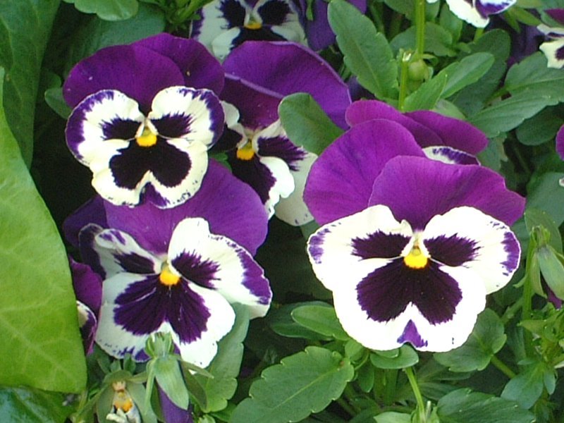 Garden pansy