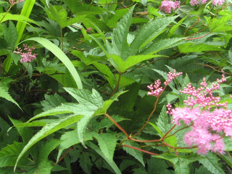 Filipendula multijuga