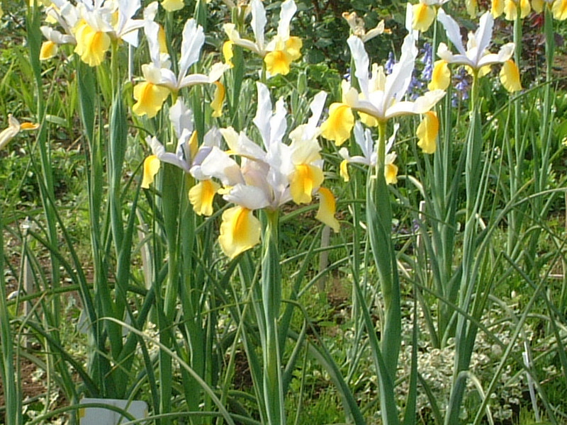 Yellow flowers that bloom in May